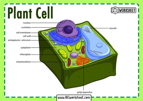 Labeling The Plant Cell More Bio Notes From Next Lesson On Cells And