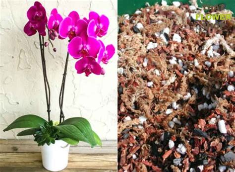 Do Orchids Need Soil That Flower Shop