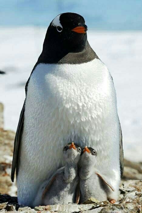 Penguin Babies Looking Up To Mom Penguins Cute Animals Pet Birds