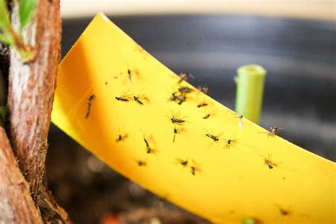 Fungus Gnats In New Potting Soil Heres What To Do Indoor Plants For