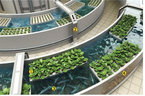 Large Aquaponic System Aquaponics 101