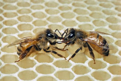 honey bee communication trophallaxis