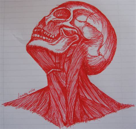 Head And Neck Muscles By Anime Cy On Deviantart