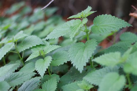 Nettle root extract was found to partially block 2 enzymes by researchers such as r. Stinging Nettle for Hair Loss: Does It Work? - Hair Science