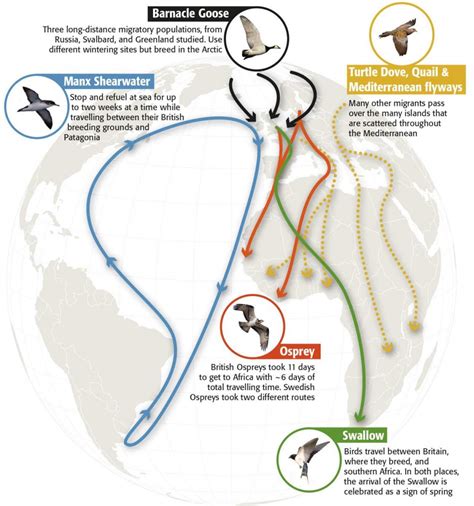 Bird Migration A Masterclass Bto British Trust For Ornithology