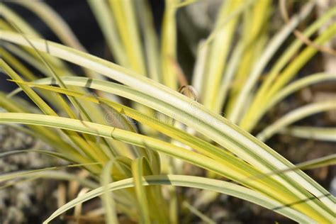 Golden Variegated Sweet Flag Aureovariegatus Stock Photo Image Of