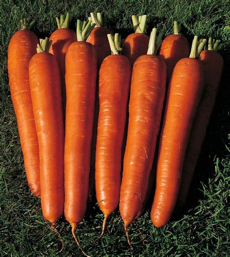 Carrot Seeds Red Giant Ukraine Heirloom Vegetable Seeds Etsy