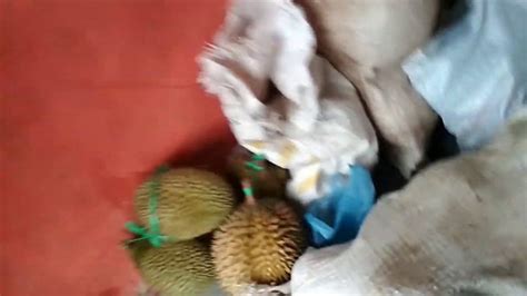 Berburu Durian Sampai Ke Aceh Youtube