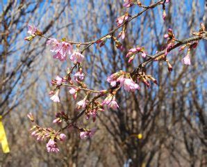 Commercial cherries are obtained from cultivars of several species, such as the sweet prunus avium and the sour prunus cerasus. Prunus x 'Okame' - Flowering Cherry