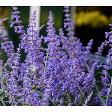 Russian Sage Russge The Home Depot
