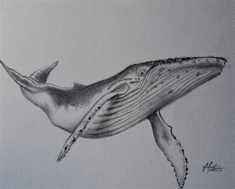 Humpback Whale Original Pencil Drawing Etsy