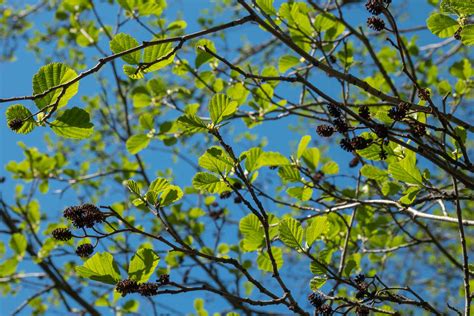 12 Species Of Alder Trees For Your Yard