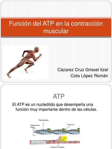 Función Del Atp En La Contracción Muscular Exposicionpptx