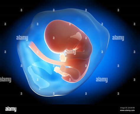 Human Fetus Stock Photo Alamy
