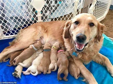 8 Mom And Babies Golden Retriever Photos That Will Make Your Day
