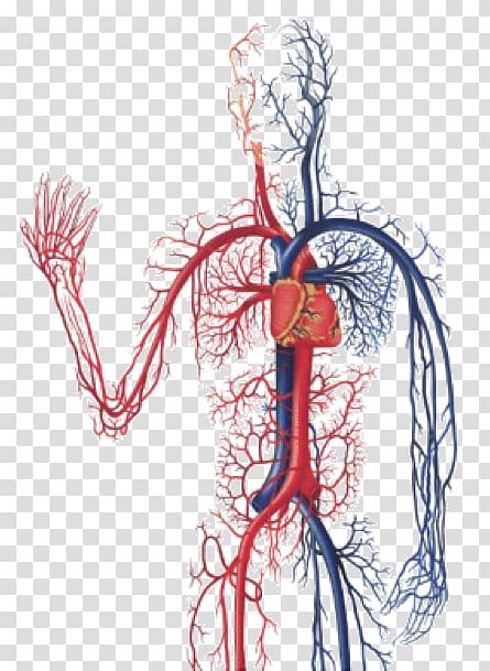 Heart Anatomy The Cardiovascular System Circulatory System Anatomy Of