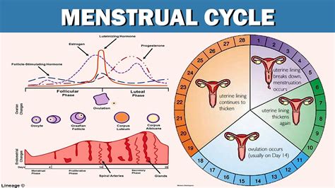 Lecture Biology Class Th Menstrual Cycle Female Reproductive