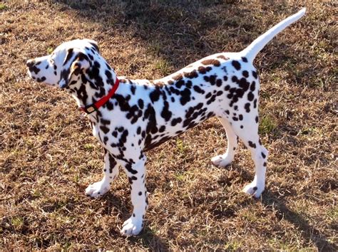 My 4 Month Old Liver Brown Dalmatian Puppy Dalmatian Puppy