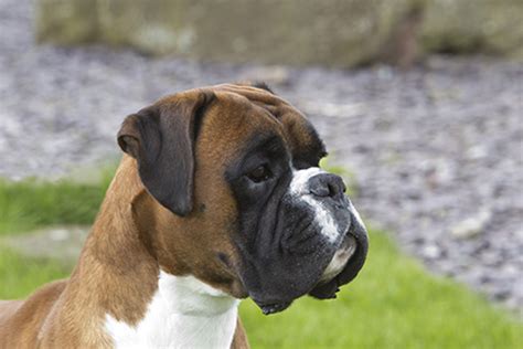 Boxer Breeds A To Z The Kennel Club Vlrengbr