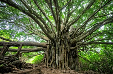 I Bet You Dont Know These 8 Amazing Things About Trees