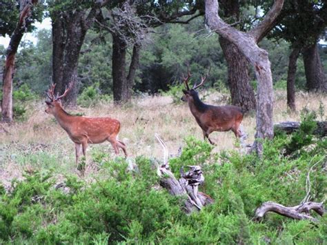 Hunting Sika Deer Buck And Doe In Texas