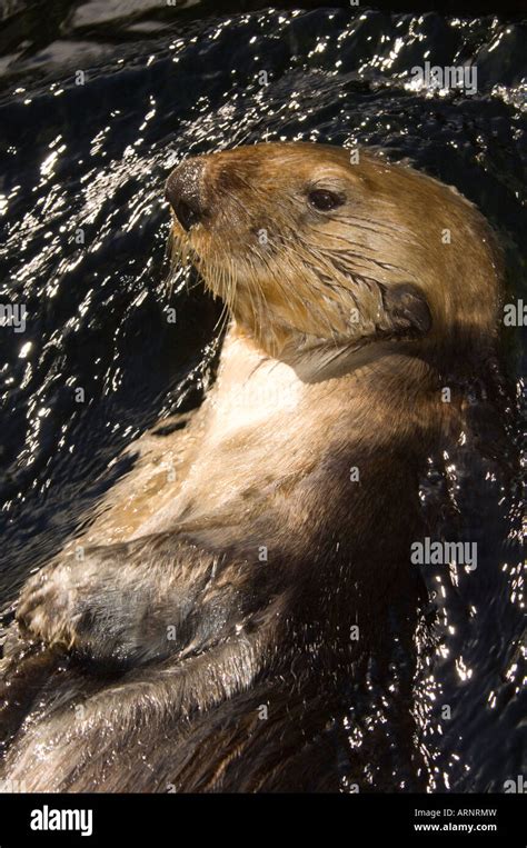 Sea Otter At The Vancouver Aquarium British Columbia Canada Stock