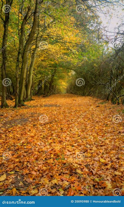 Beautiful Autumn Fall Path Through Forest Stock Photo Image Of Serene
