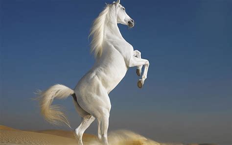 These majestic creatures are associated with qualities of intelligence, independence and a free spirit. Arabian Horse Photo Gallery Wallpaper (53+ images)