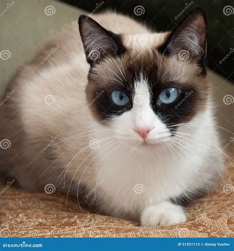 Pretty Cat With Blue Eyes Breed Snowshoe Stock Image Image Of Home