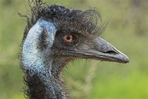Emu Stock Image Image Of Beak Long Texture Eyes Australian 54414445