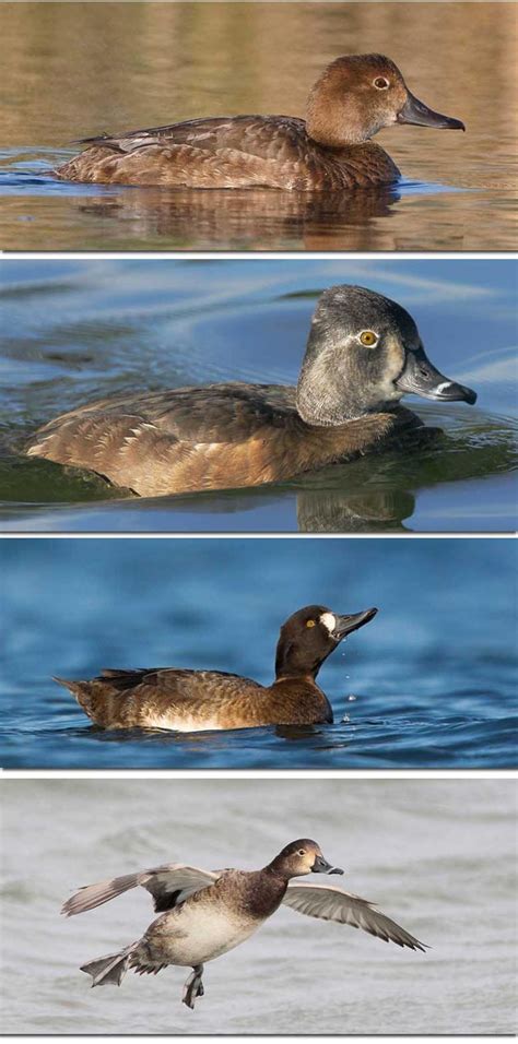Diving Ducks Identification Pictures Example And Tips