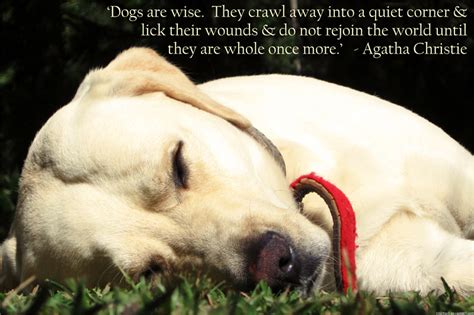 Dog Wisdom Quotes Quotesgram