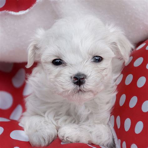 1 Maltese Puppies For Sale In Orlando Fl Uptown