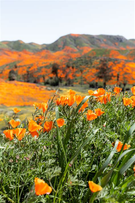 California Day Trip Lake Elsinore Poppy “super Bloom” Cooking With