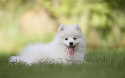 Download Wallpapers Samoyed Lawn White Dog Puppy Cute Animals