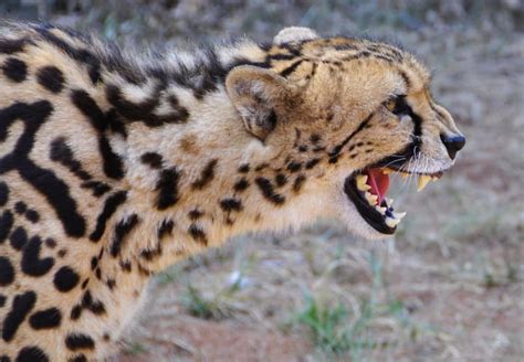 Top 25 Facts About The King Cheetah Africas Rarest Cat