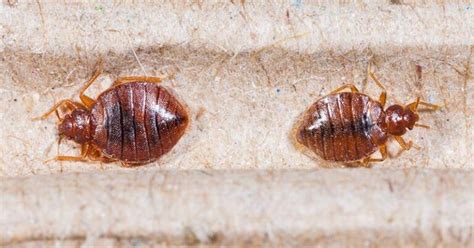 How To Treat Bed Bug Rashes