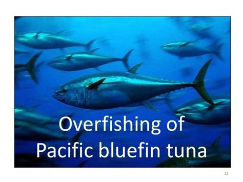 Overfishing The Blue Fin Tuna In Japan