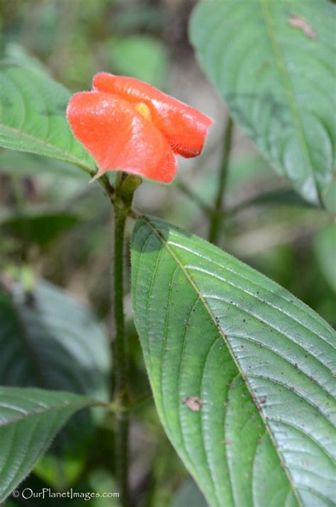 Flowers And Plants Of Costa Rica