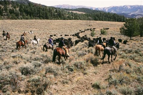 Cattle Range Riding Weeks Bitterroot Ranch Bitterroot Ranch