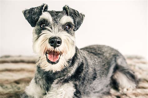 Schnauzer Health Problems Is Your Pup Healthy Forever Freckled