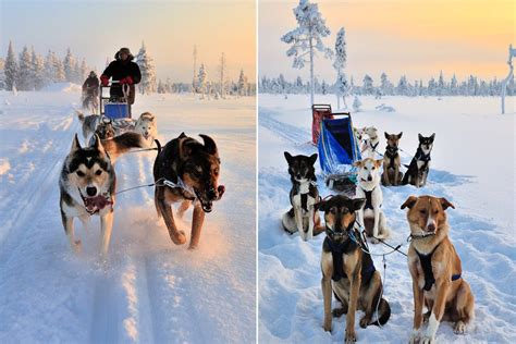 Mush Ahead Dog Sledding In Swedish Lapland Fathom