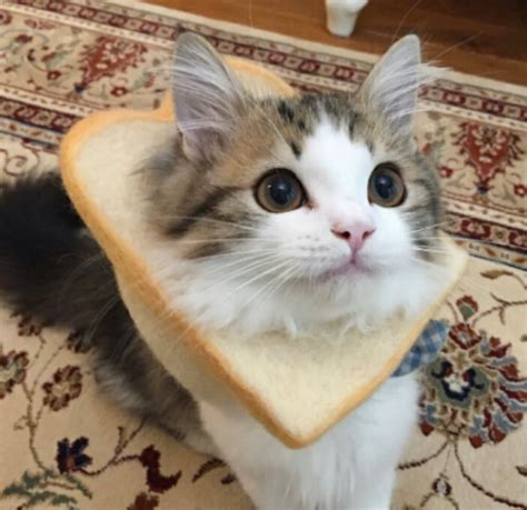 Blursed Cat Bread Blursedimages