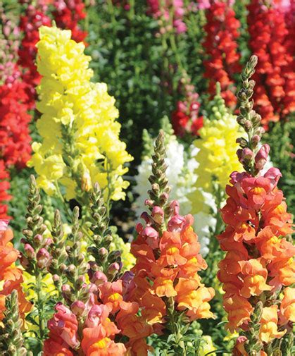 Snapdragon Growing Information How To Plant Grow And Harvest