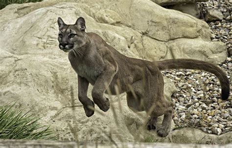 Puma facts, pictures, video & info for kids & adults. puma animal
