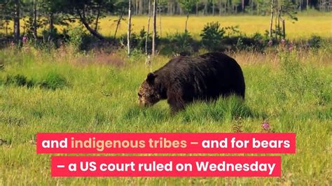 Victory For Yellowstones Grizzly Bears As Court Rules They Cannot Be