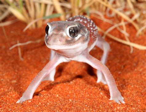Geckos From Recent Herping In Western Nsw Australia