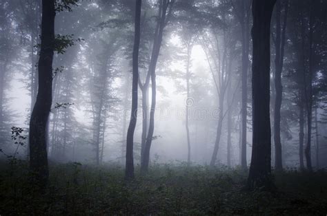 Alberi Spessi Della Depressione Della Foschia In Foresta Misteriosa