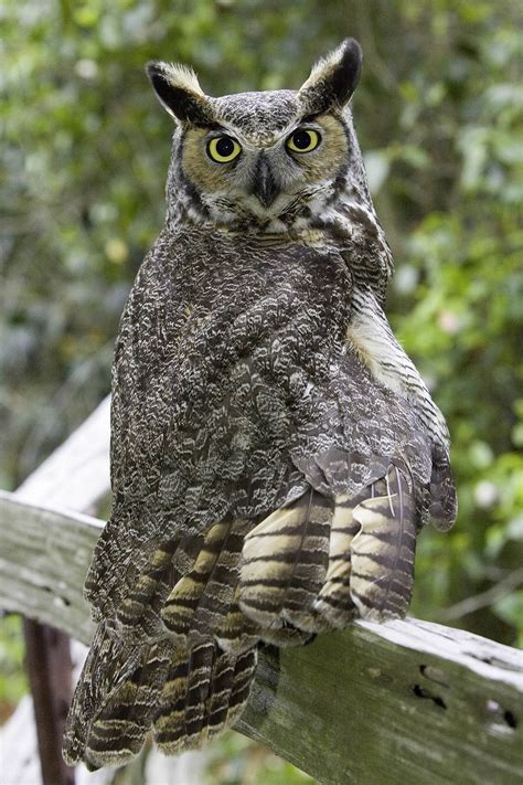 Great Horned Owl Photos🦉 Fandom