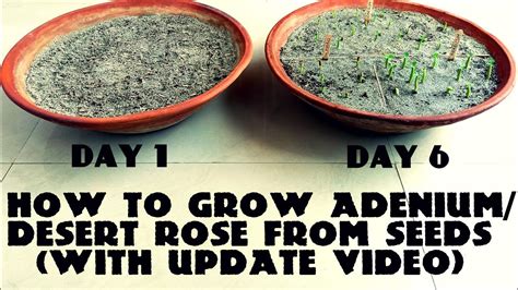 How To Grow Adenium Desert Rose From Seeds With Update Video Youtube
